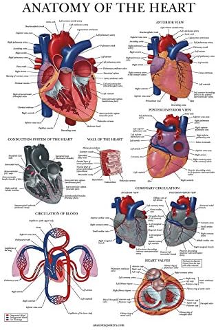 Palota Tanulás Szív Anatómiai Poszter - LAMINÁLT - Anatómiai Ábra az Emberi Szív - 18 x 24