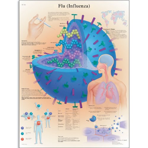 3B Tudományos VR1722UU Fényes Papír Influenza (Influenza), Anatómiai Ábra, Poszter Méret 20 Szélesség x 26 Magasság