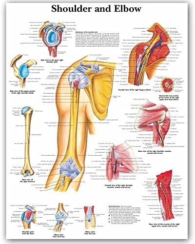 Sharvgun WANG MŰVÉSZETI iskolába váll, könyök Anatómiai Térképek Poszterek Anatómia Vászon Nyomtatás Falon Képek Orvosi Oktatási