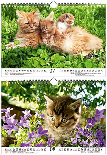 Macska Varázs DIN A4-es Naptár 2021 Macskák Macskák Babák – Ajándék Szett Tartalma: 1x Naptár, 1x Karácsonyi Kártya (2 Db