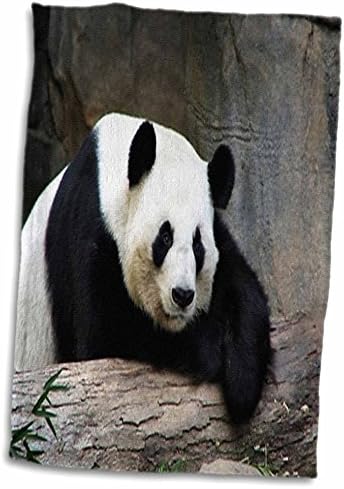 3dRose Florence Állatok - Óriás Panda - Törölköző (twl-47885-1)